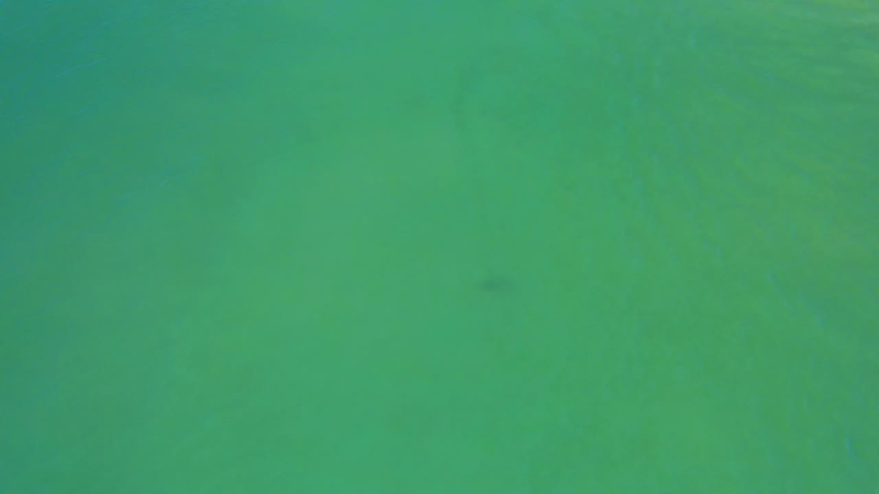 Clear green seawater in San Jose Del Cabo with the small dark fish shifted toward the upper-left area and no visible people.