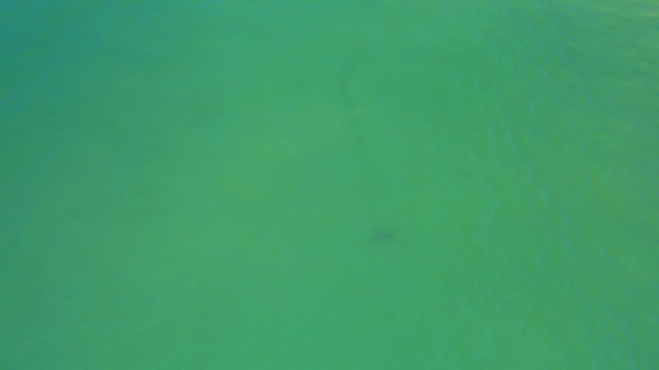 Green-blue transparent sea in San Jose Del Cabo with a small dark fish low in the frame and no visible people.