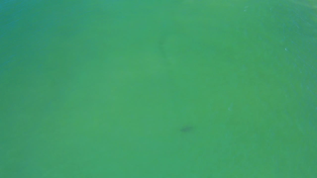 Bluish green sea water in San Jose Del Cabo with the small dark fish closer to center-left and no visible people.
