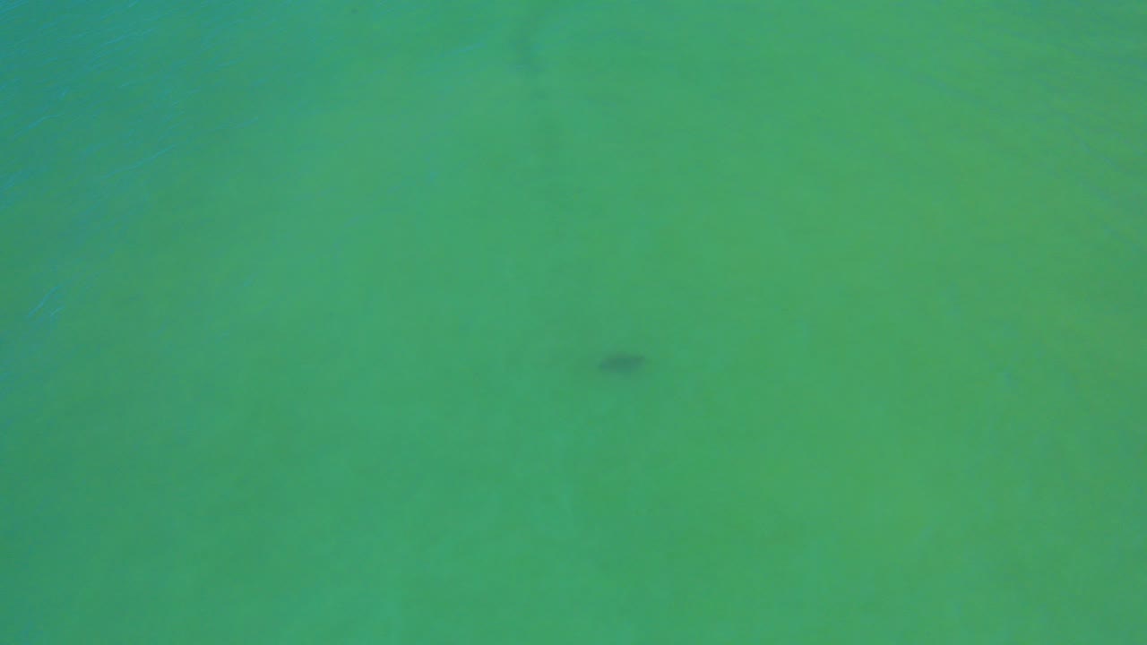 Top-down view of transparent green water in San Jose Del Cabo with a small dark underwater shape near the lower center and no visible people.