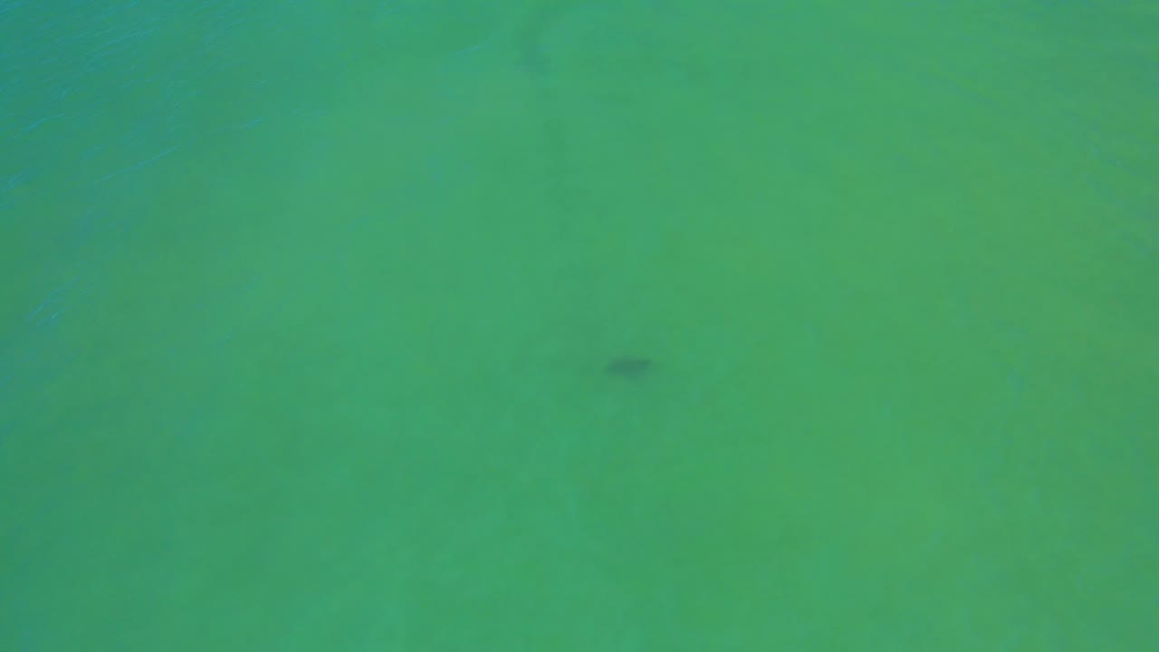 Green water surface with faint ripples and a dark underwater mark.