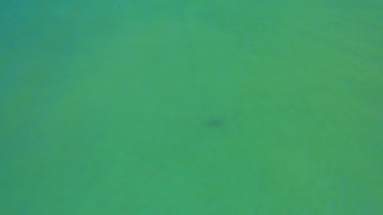 An overhead San Jose Del Cabo water view shows even green color, soft underwater clouding, and a small dark submerged shape near the upper middle, no visible people.