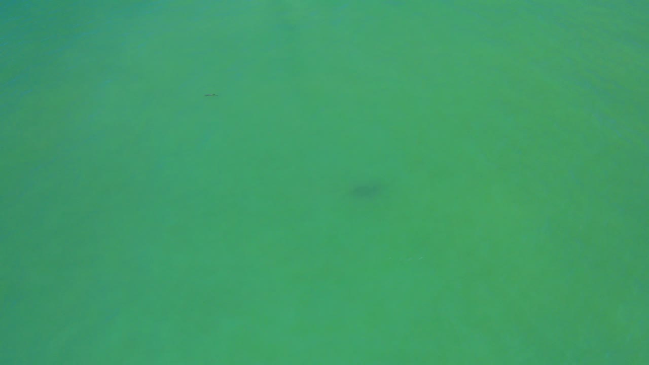Green underwater ocean water with a small dark fish shape near the upper center.