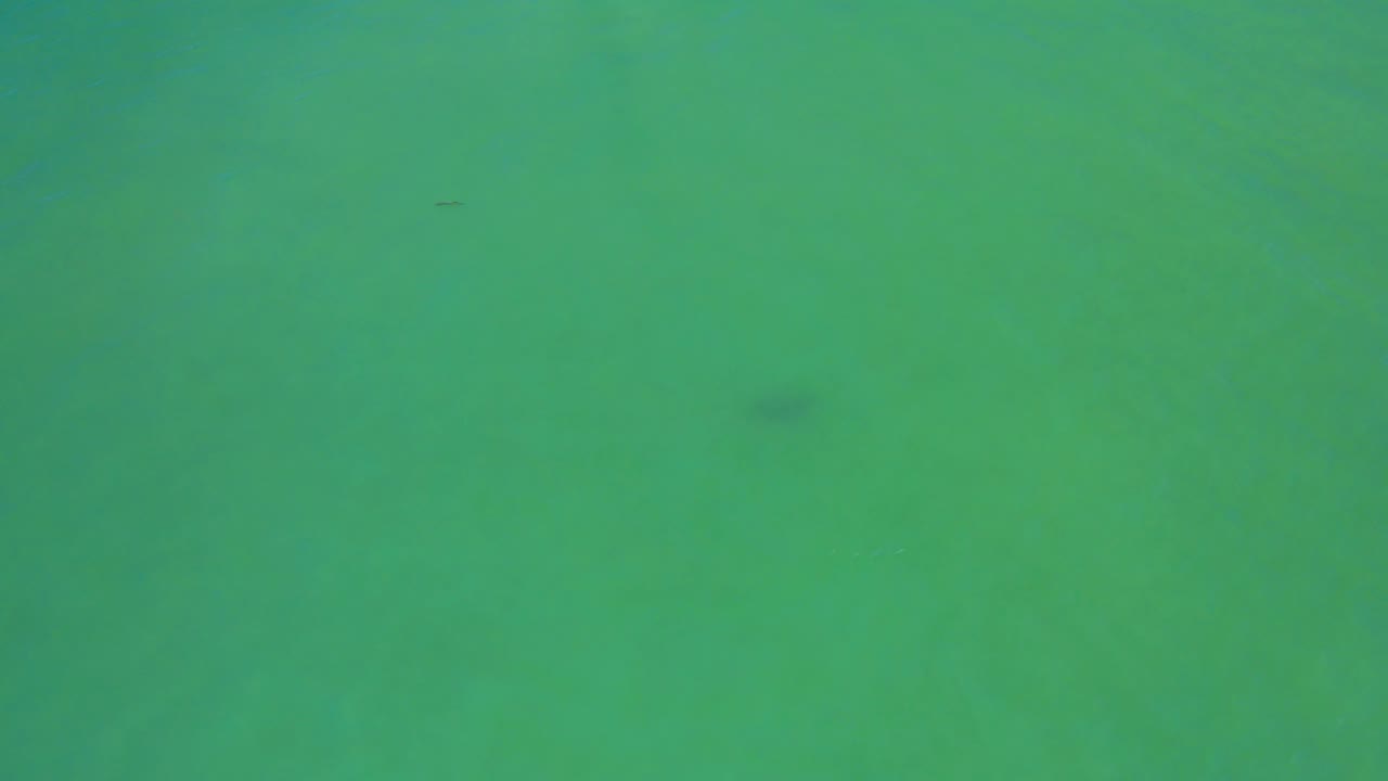 Underwater green ocean frame from San Jose Del Cabo, Mexico, with the dark fish shape softened in the water left of center and no visible people.