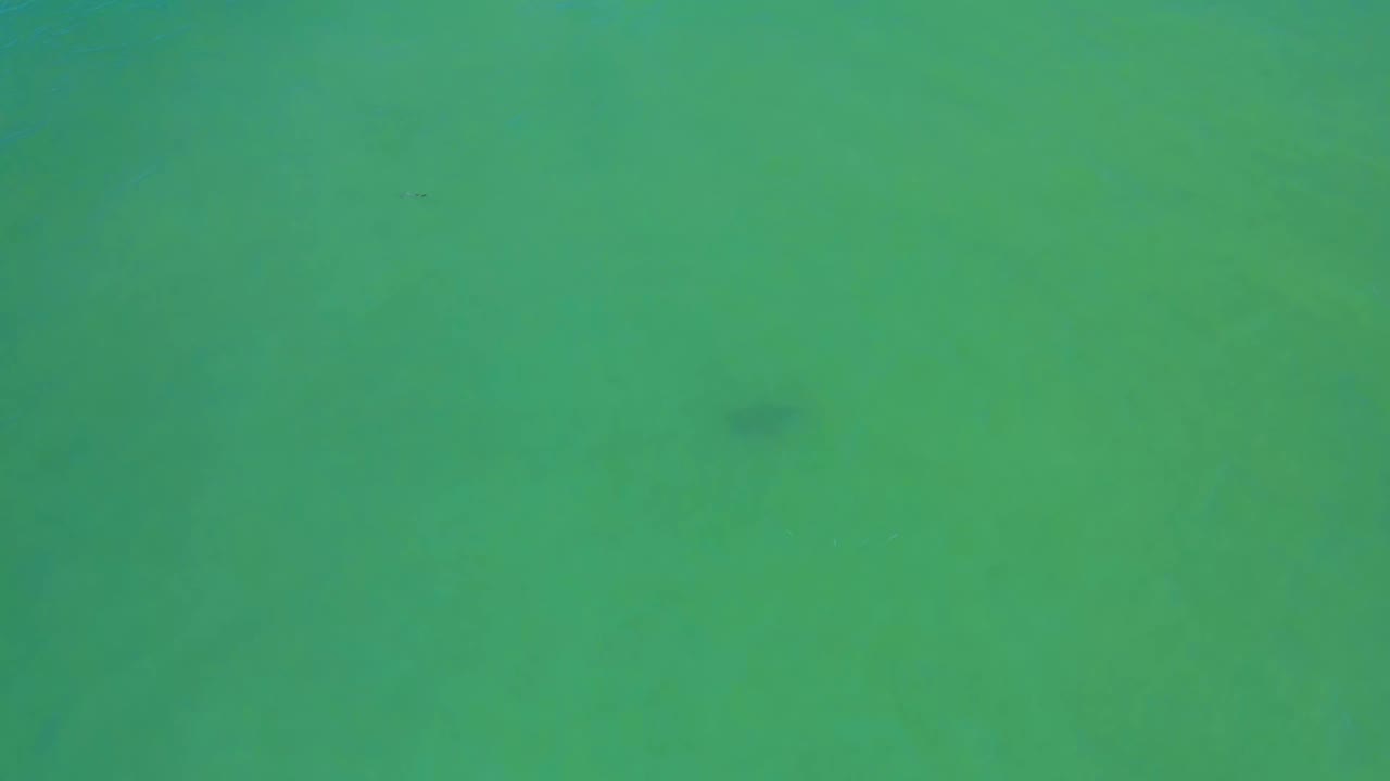Green underwater ocean in San Jose Del Cabo, Mexico, with a faint dark fish mark near the upper middle and no visible people.