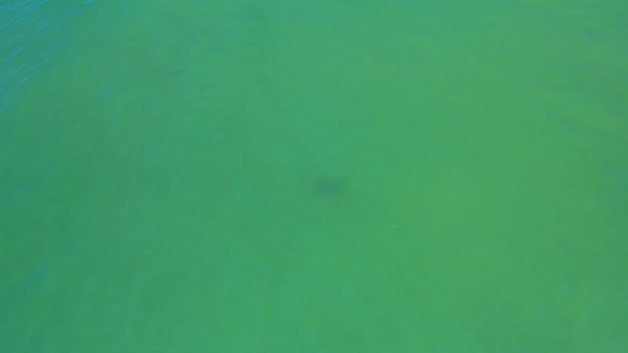 Underwater green ocean frame from San Jose Del Cabo, Mexico, with a small dark fish silhouette near the upper right and no visible people.