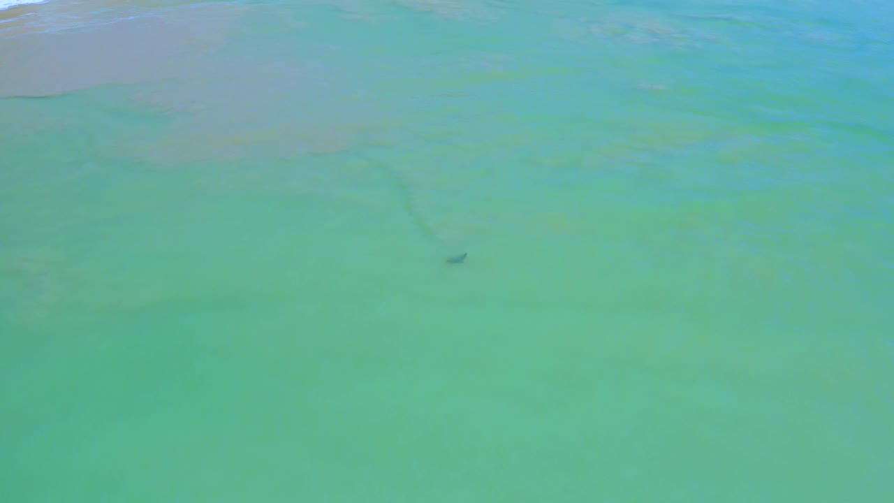 Turquoise-green water off San Jose del Cabo fills the frame, with a tiny dark object and faint trailing streak visible below the upper pale water band, no visible people.