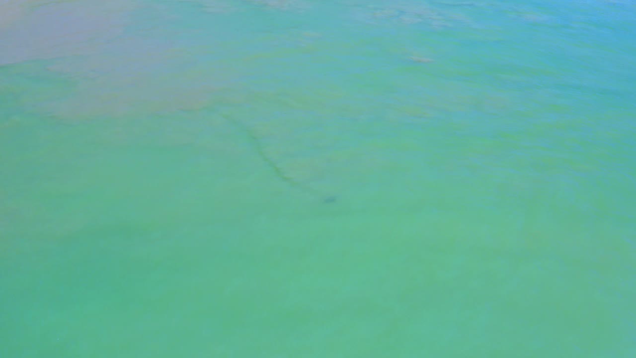 A small dark water snake appears low in the frame in pale turquoise water in San Jose del Cabo, Mexico, with no visible people.