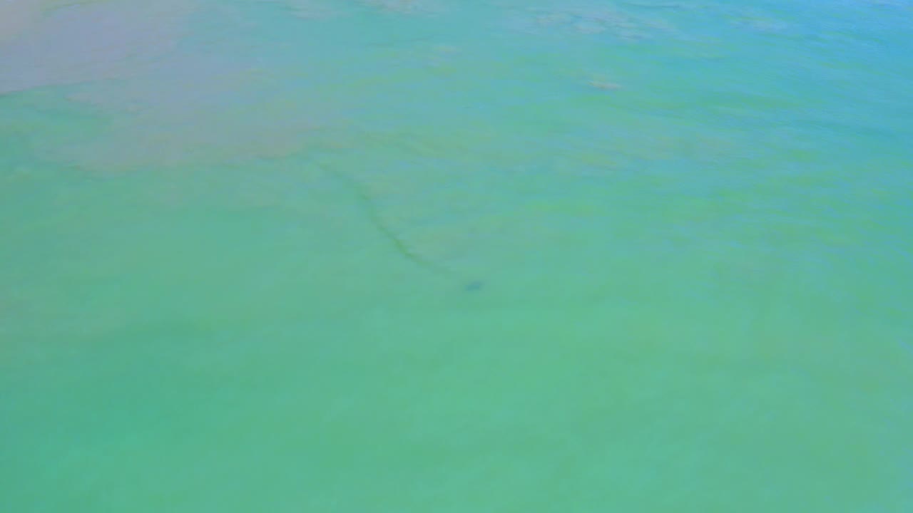 Water snake moving through green-blue shallows