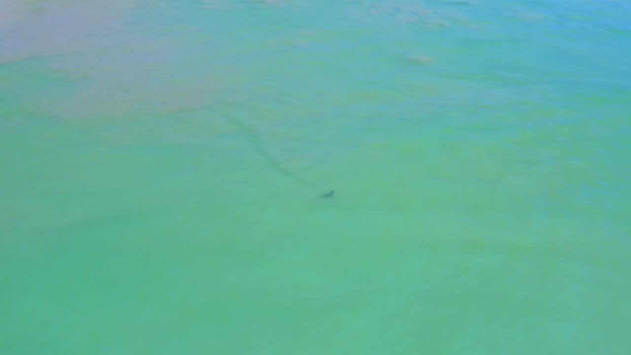 A dark snake shape is visible in open turquoise water in San Jose del Cabo, Mexico, surrounded by faint ripples and no visible people.