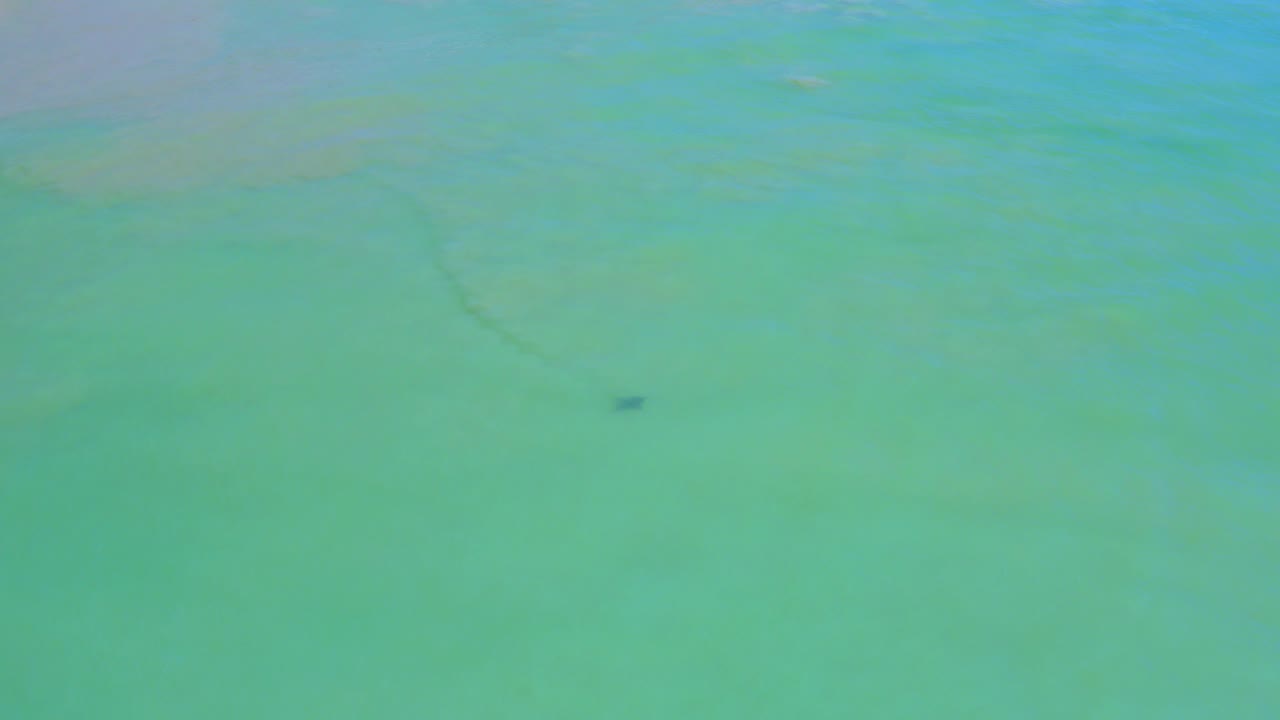 Turquoise ocean water with a small dark marine mammal shape below the surface.