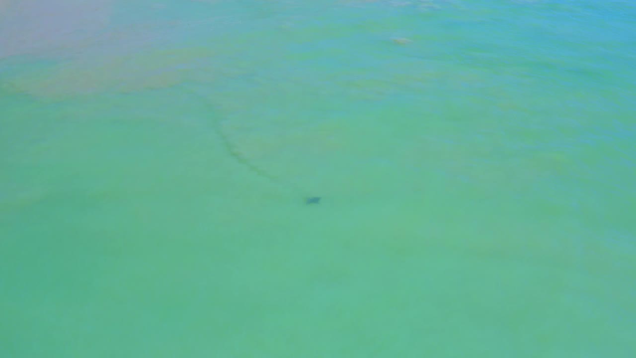 At 0:01, the solitary mammal appears as a small dark mark beneath blue-green San Jose del Cabo water, with faint ripples and no visible people.