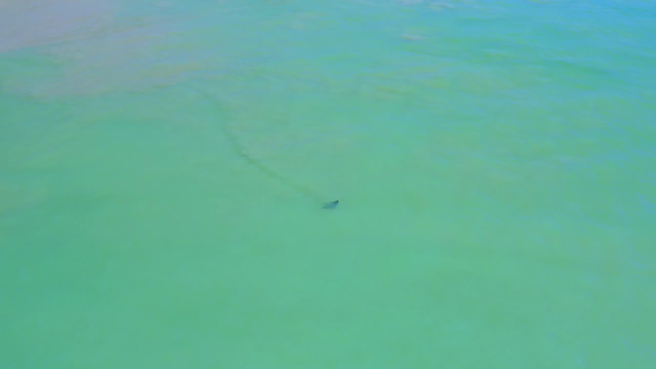At 0:02, the dark marine mammal shape sits slightly right of center under clear turquoise water in San Jose del Cabo, with no shoreline or people visible.