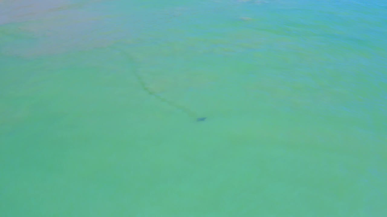 At 0:03, open turquoise San Jose del Cabo water surrounds the small dark mammal shape, with slight surface texture and no visible people or boats.