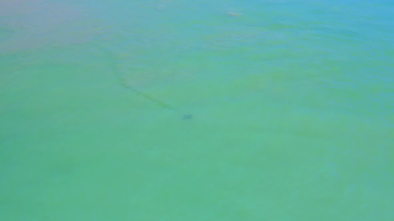 Aerial view of blue-green sea water in San Jose Del Cabo, Mexico, with a small dark dolphin shape beneath the surface near the center-left area and no visible people.