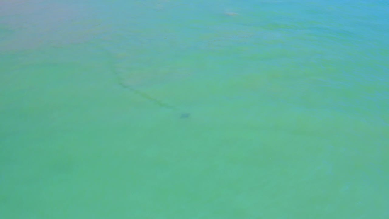 Aerial frame over San Jose Del Cabo water with turquoise and green color bands, faint darker streaks, and a small dolphin shape slightly left of center, with no visible people.