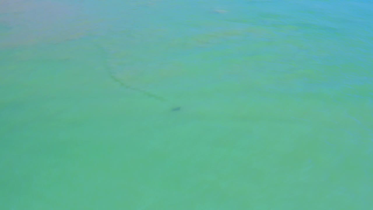 Aerial view of green-blue sea in San Jose Del Cabo, Mexico, where a small dark dolphin shape sits low in the frame beneath faint surface ripples and no visible people.