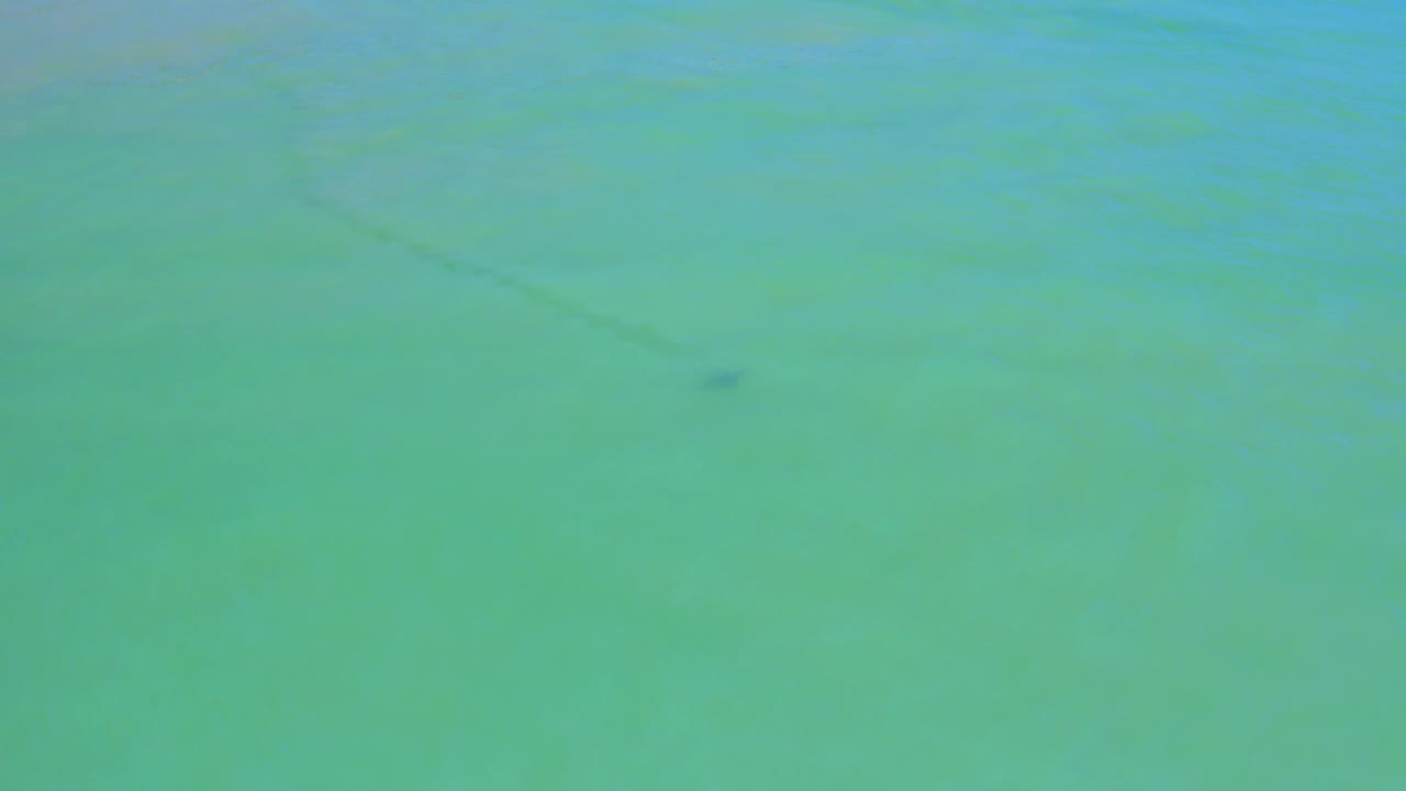 Overhead view of a small dark fish beneath clear turquoise water in San Jose Del Cabo, Mexico, with faint underwater streaks and no visible people.