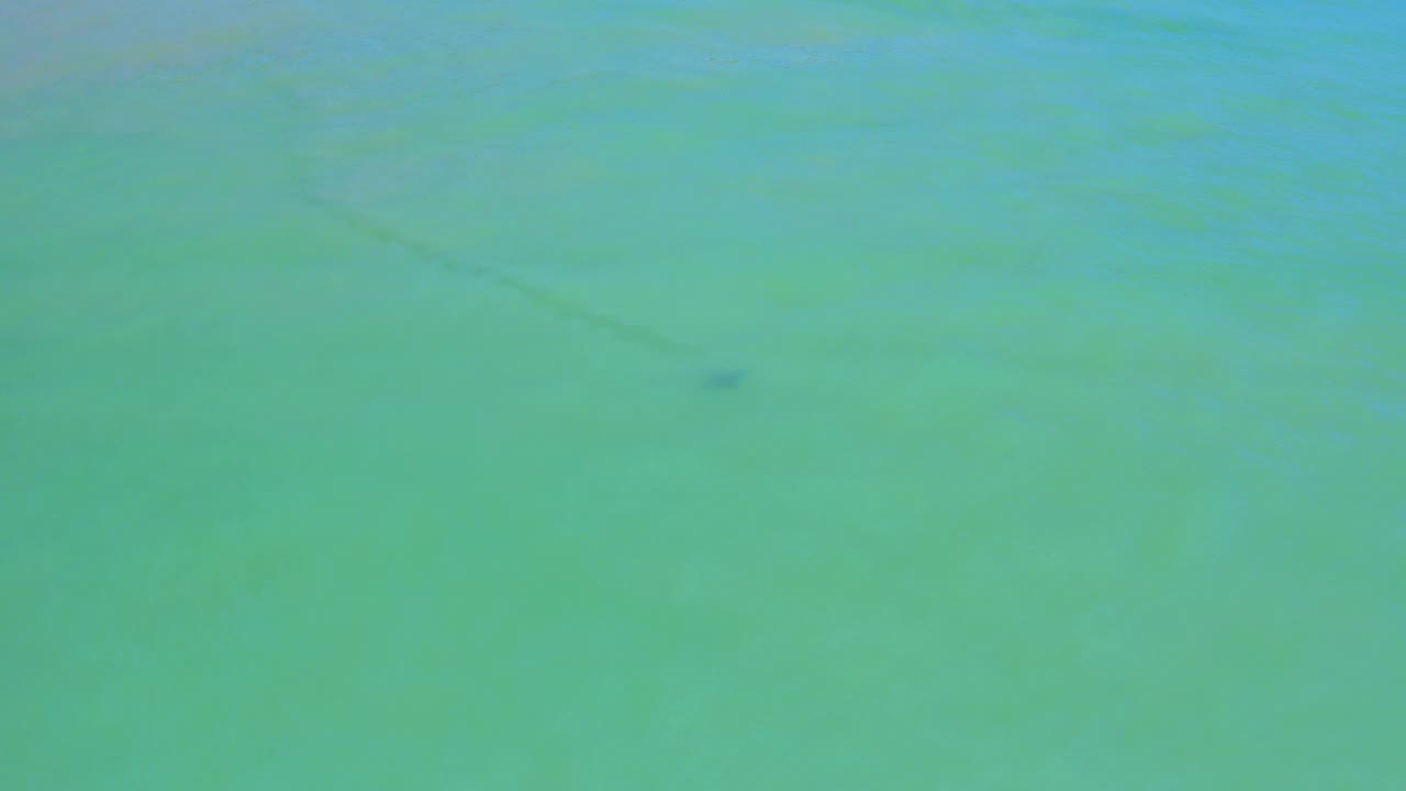 Dark fish in pale blue-green sea water