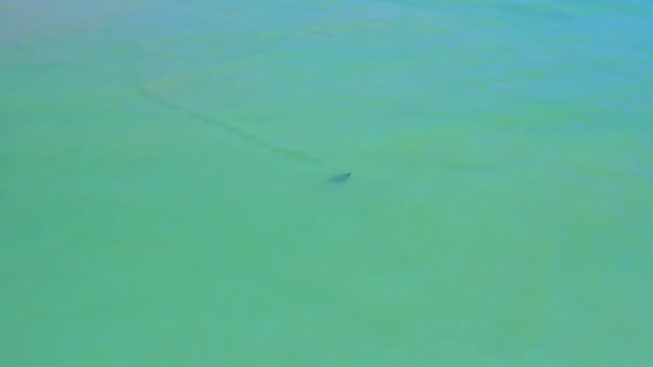 The fish appears near a faint diagonal underwater line in clear San Jose Del Cabo sea water, with gentle tonal changes and no visible people.