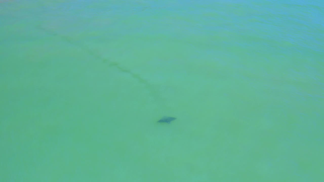Clear green-blue water with a dark fish-like shape near center.
