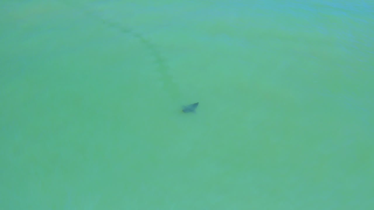 Small dark stingray shape beneath turquoise water