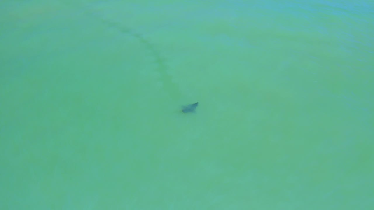 Overhead San Jose Del Cabo water view with the stingray slightly right of center, its dark triangular outline visible under the turquoise surface and no visible people.