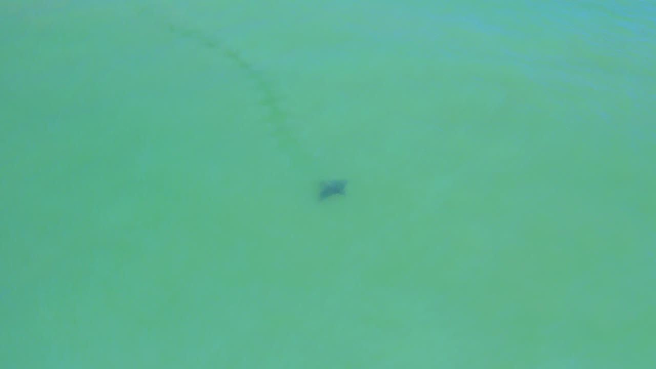 The stingray appears as a small dark silhouette in the upper part of the San Jose Del Cabo frame, surrounded by uninterrupted turquoise ocean water and no visible people.