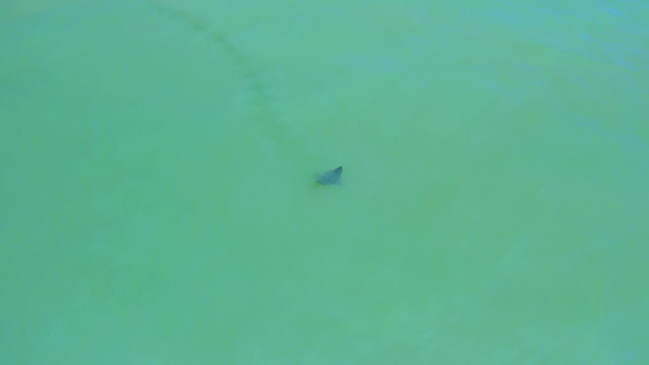 Overhead view of the stingray lower in the frame, with pale green-blue shallow water and faint cloudy sand marks visible around it, and no visible people.