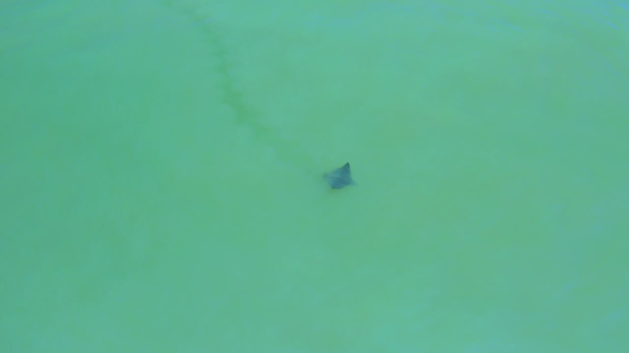 A dark manta ray appears near the upper part of shallow turquoise water over pale sand in San Jose Del Cabo, Mexico, with no visible people.
