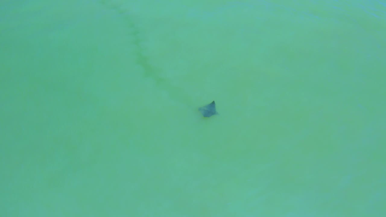 A manta ray is centered high in the frame as faint darker sand tracks curve below the surface in San Jose Del Cabo, Mexico, with no visible people.