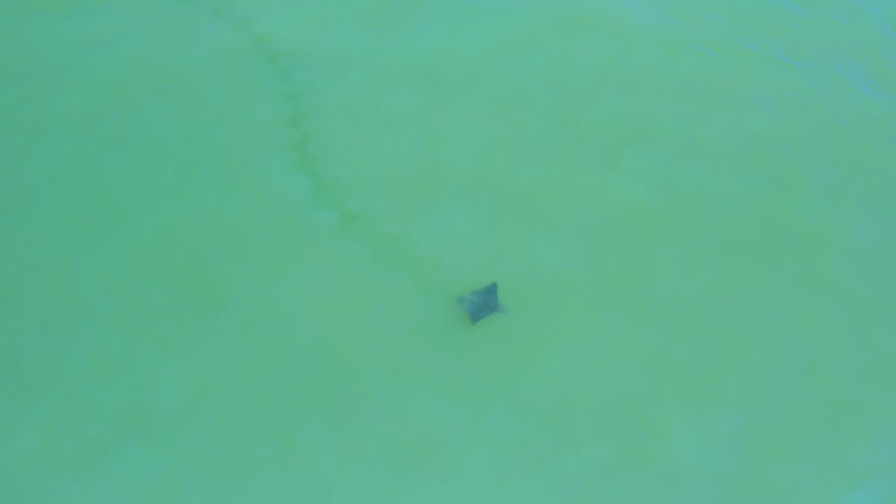 The manta ray remains a dark triangular shape against shallow green water and pale sand in San Jose Del Cabo, Mexico, with no visible people.