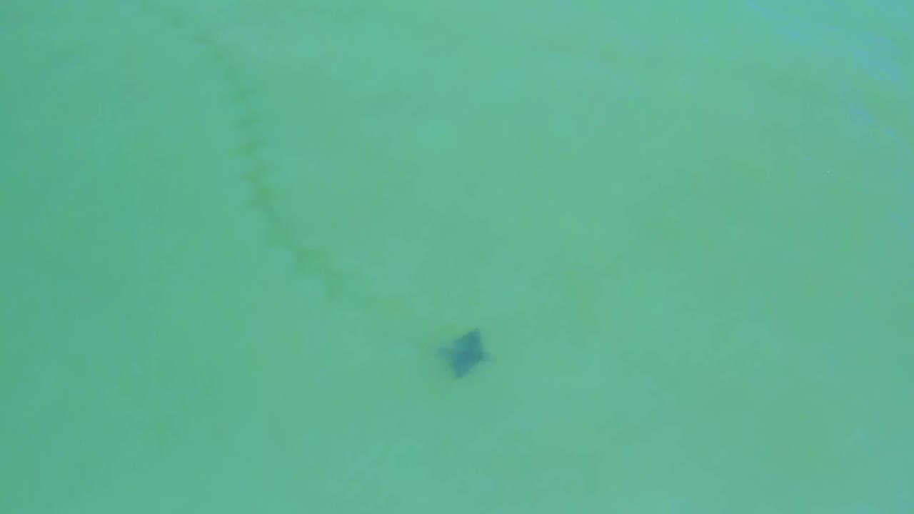 A dark manta ray sits lower in the frame while a faint darker trail runs through the sandy bottom in San Jose Del Cabo, Mexico, with no visible people.