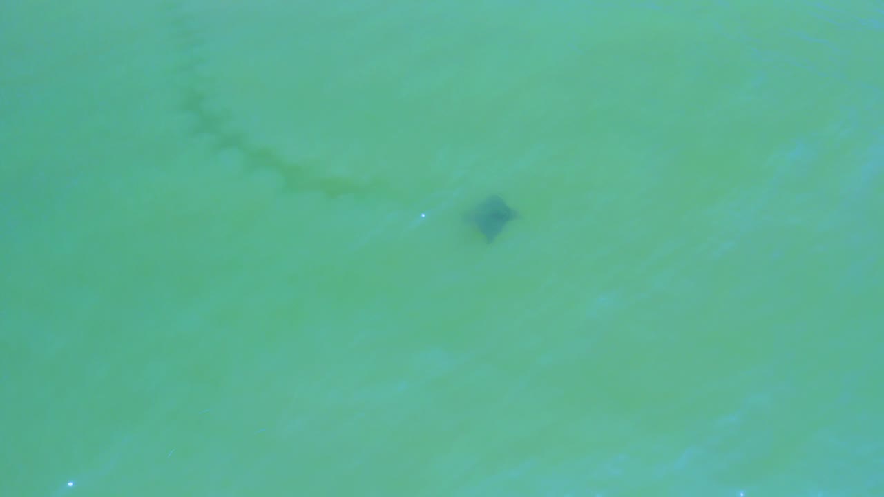 Overhead view of green-blue water in San Jose del Cabo with a small dark fin-like object near the upper part of frame and no visible people.