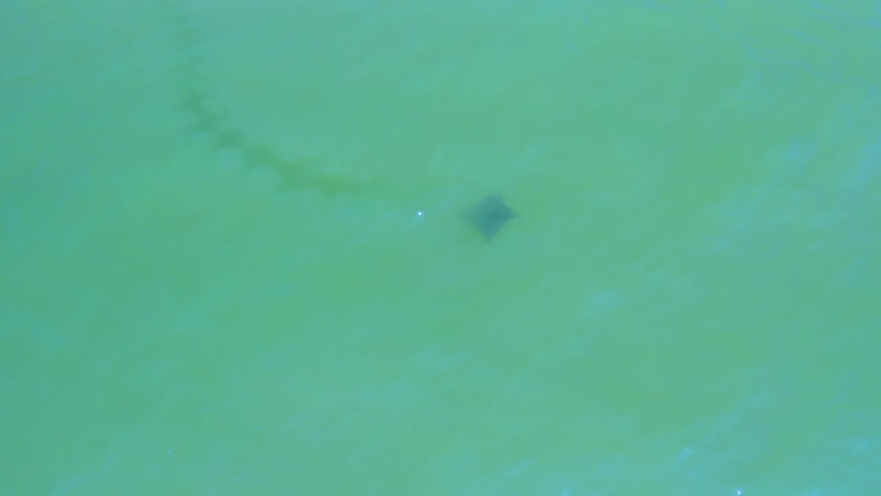 Aerial-looking frame over San Jose del Cabo water with the dark triangular object set high and slightly right, surrounded by faint ripples and no visible people.