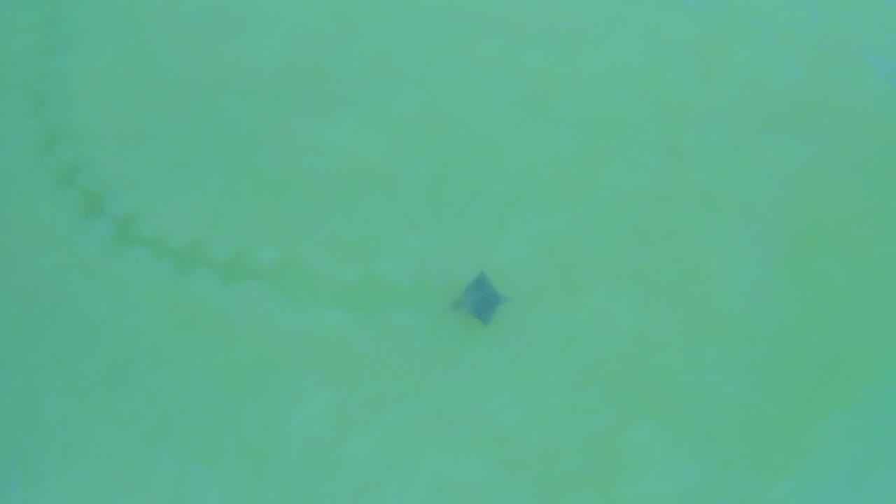 At 0:00, a small dark fish appears near the center-right of clear green-blue water in San Jose del Cabo, Mexico, with a faint trail behind it and no visible people.