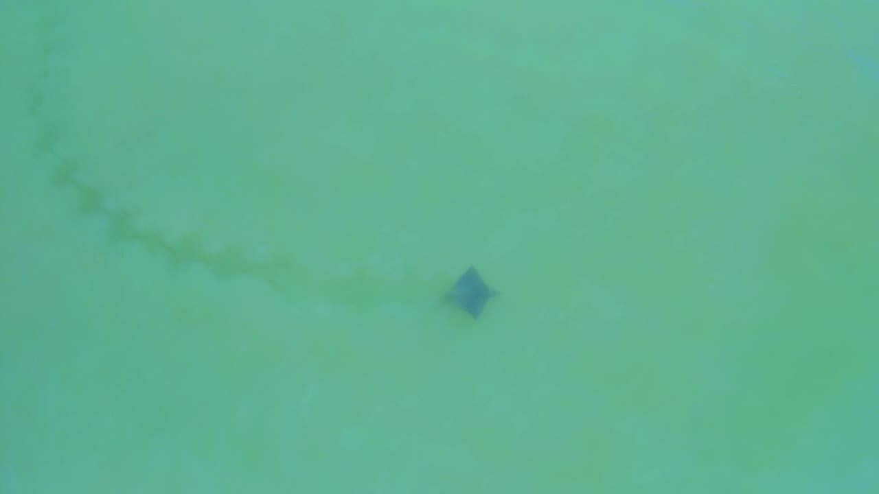 At 0:01, the fish sits against pale turquoise sea in San Jose del Cabo, Mexico, with a darker wake-like trail stretching diagonally behind it and no visible people.