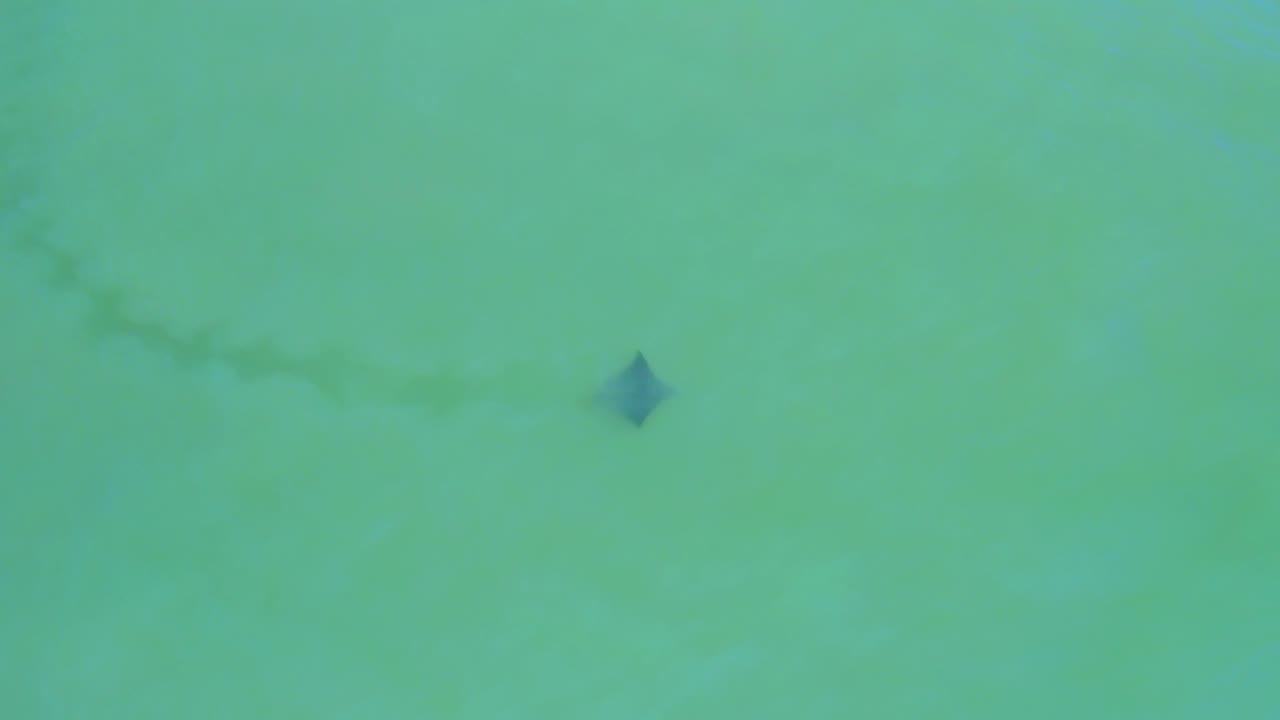 At 0:02, the fish is visible in open green-blue water in San Jose del Cabo, Mexico, with the darker disturbed trail offset to one side and no visible people.