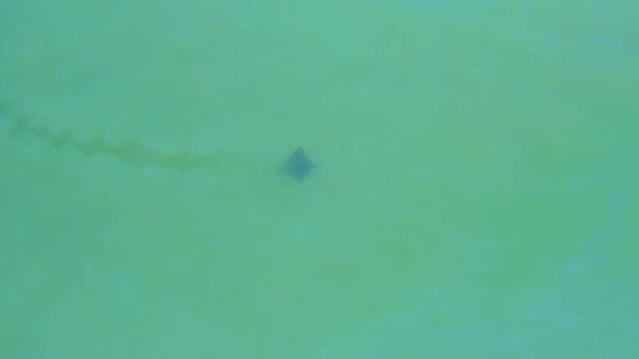 Fish near the left side of clear water with a smoky trail behind.