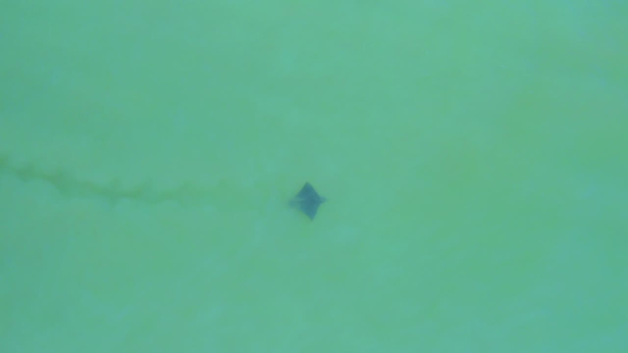 Overhead view of green-blue water in San Jose del Cabo with a small dark floating shape near the upper right of the frame and no visible people.