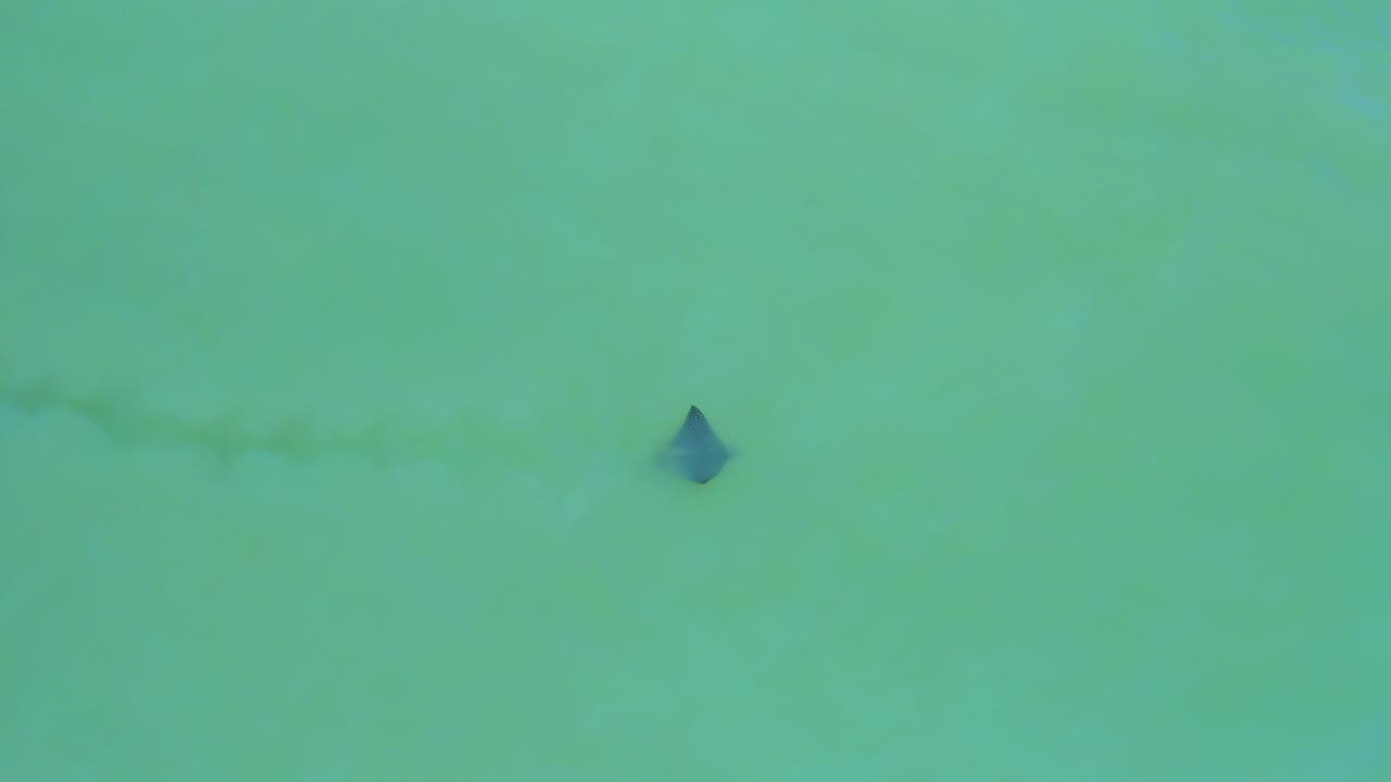 Overhead view in San Jose del Cabo with the dark floating shape set against pale green water, a faint wake line nearby, and no visible people.