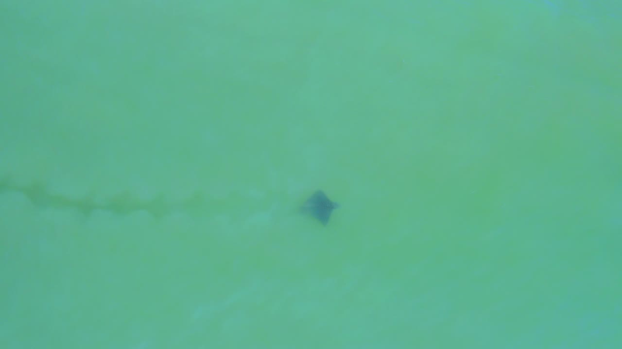 High-angle San Jose del Cabo water frame with a small dark floating form left of center, faint ripples trailing from it, and no visible people.