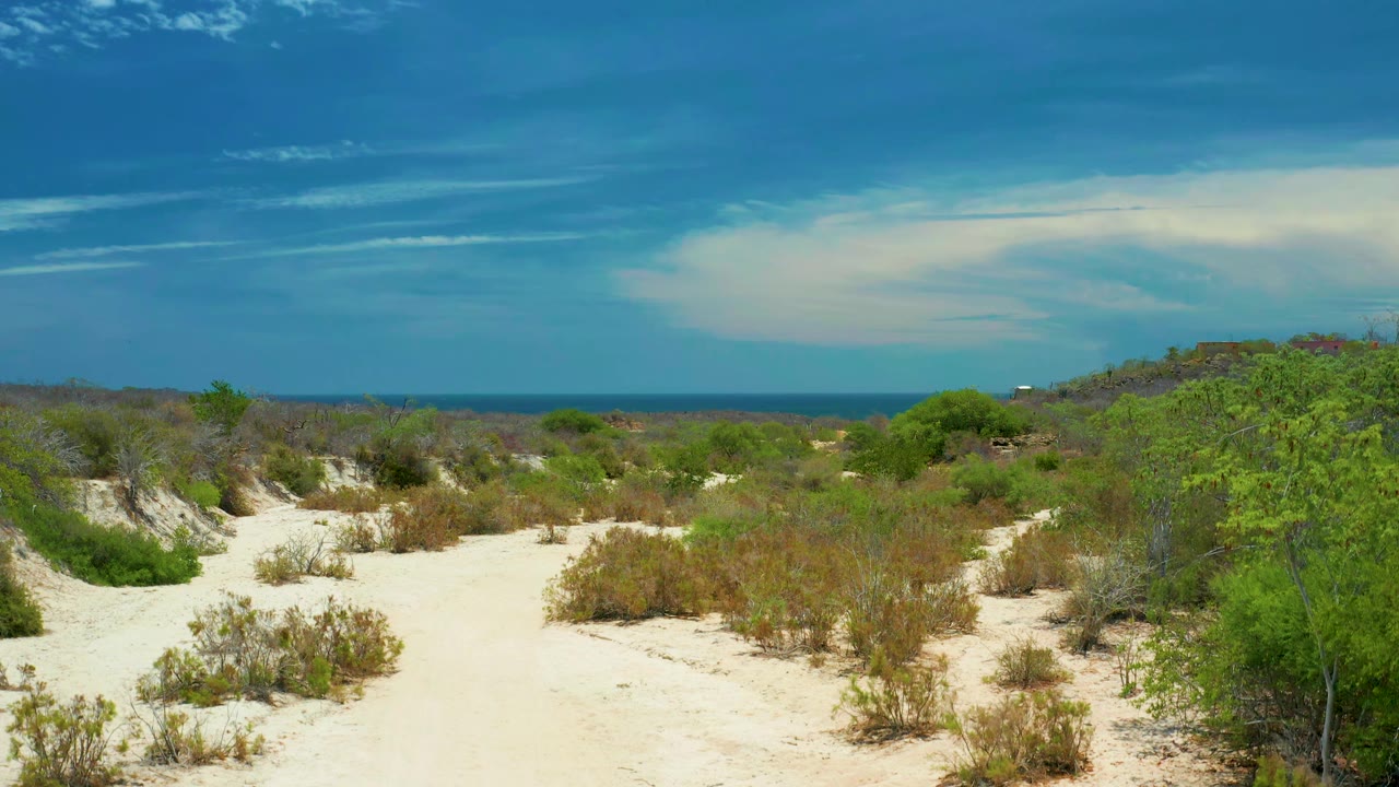 Sandy desert wash in San Jose Del Cabo, Mexico, with scattered brush, green shrubs on both sides, a low ocean line, and no visible people.