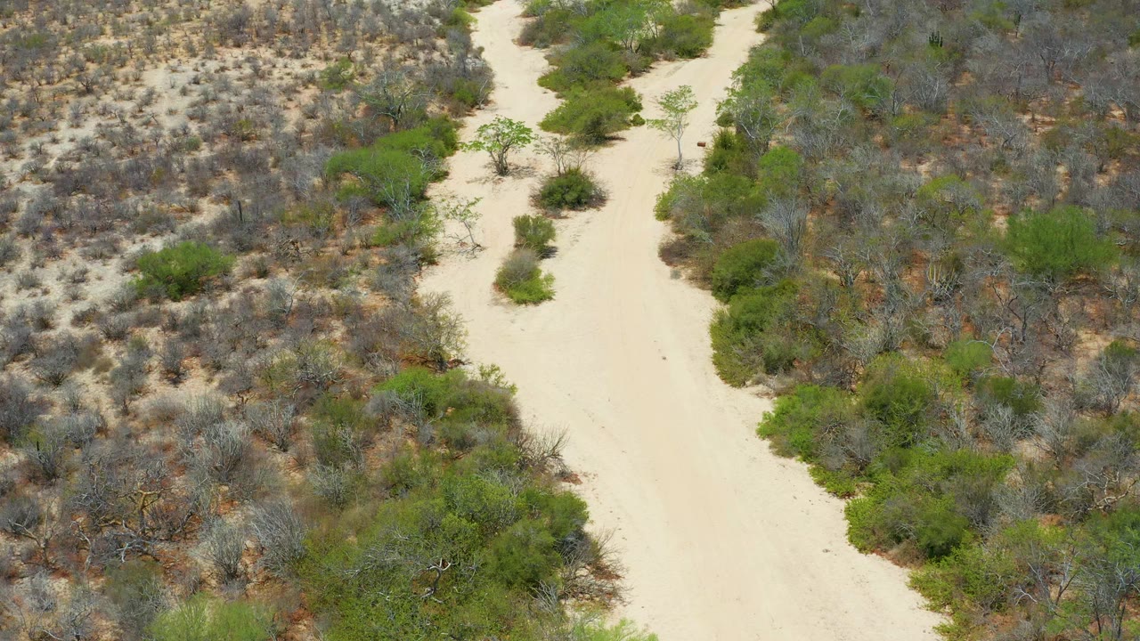 Overhead frame in San Jose Del Cabo, Mexico, showing a pale sandy trail bordered by low green bushes and dry gray scrub, with a tiny red-shirted child visible on the path.
