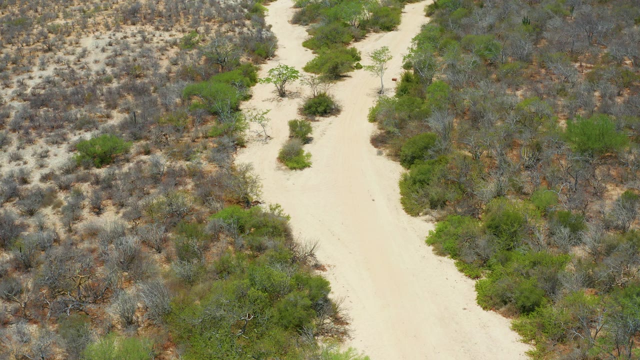 High overhead frame in San Jose Del Cabo, Mexico, showing the pale sand path bordered by green shrubs and gray-brown vegetation, with the child appearing as a small red figure.