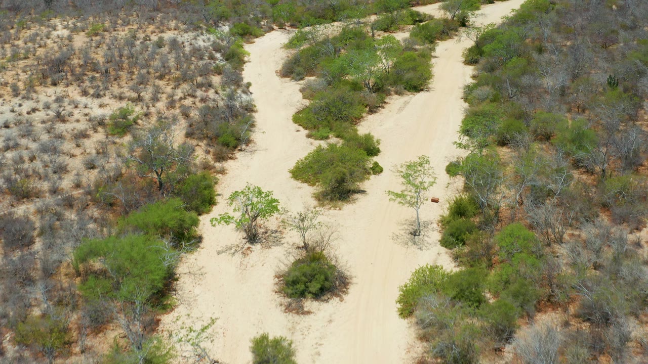 Drone-like overhead view in San Jose Del Cabo, Mexico, showing a sandy path cutting through green bushes and dry gray scrub, with no structures, vehicles, or visible people.