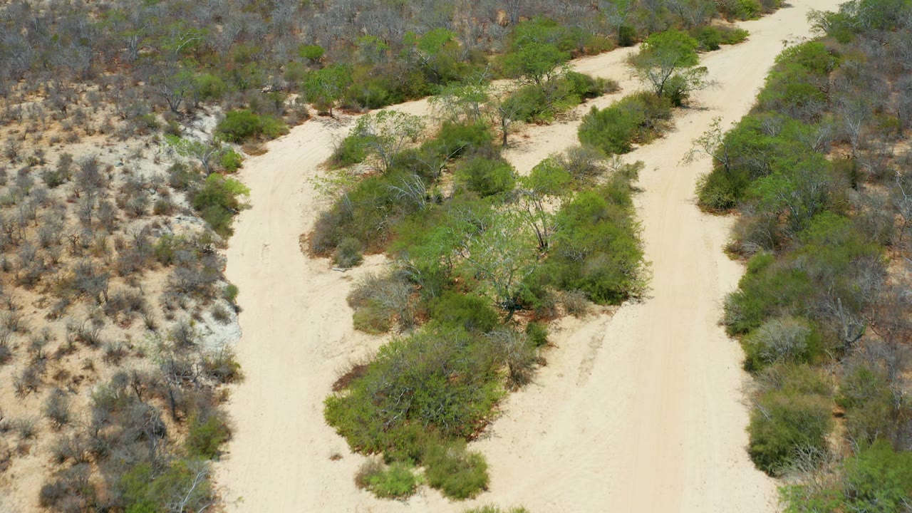 A high-angle view in San Jose Del Cabo, Mexico shows the sandy path dividing between green bushes and gray-brown scrub, with no visible people.