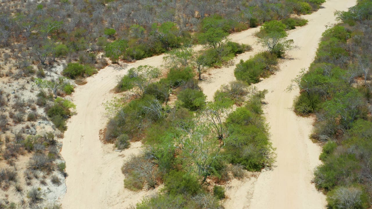 Aerial-looking view in San Jose Del Cabo, Mexico with the forked sandy trail passing brush islands and scattered small trees, with no visible people.