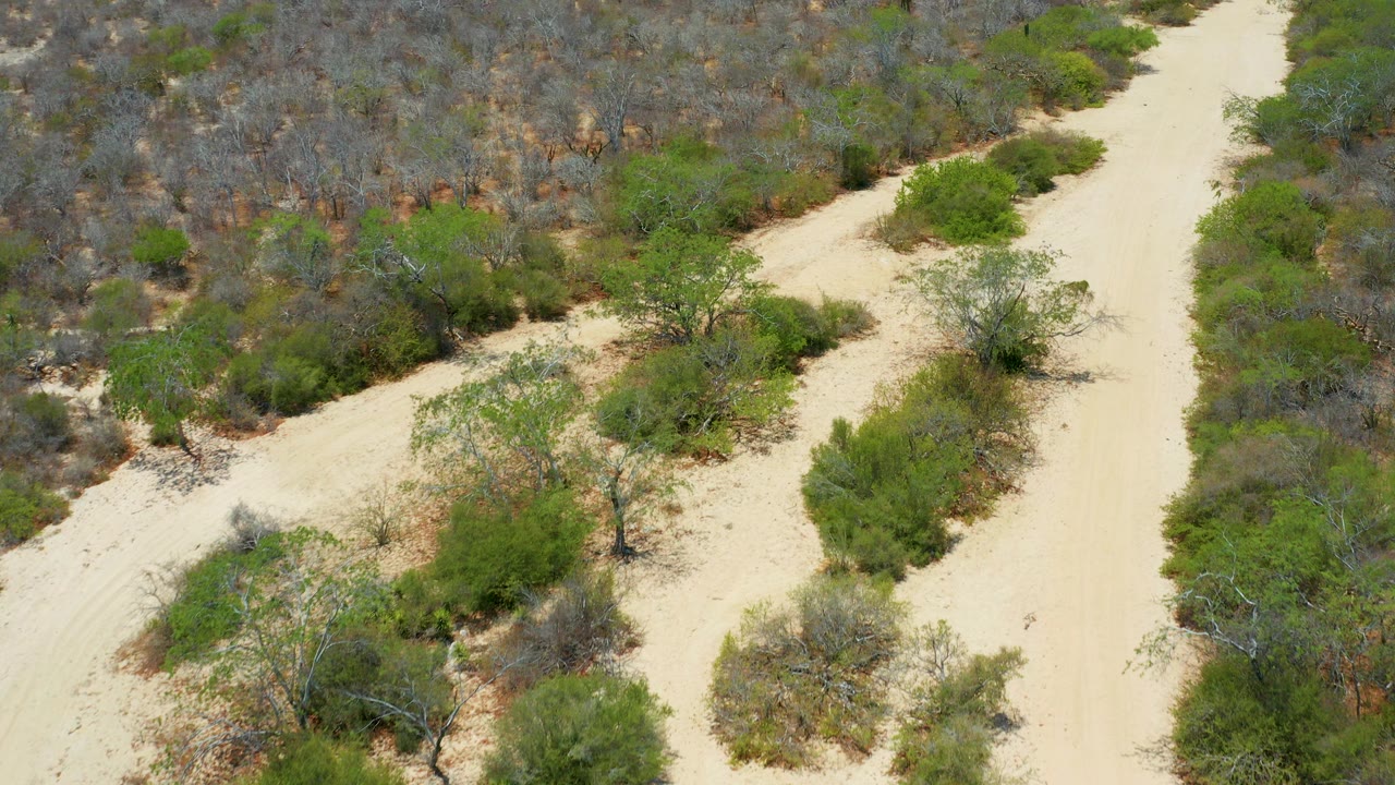 Aerial frame from San Jose Del Cabo showing a pale sandy road fork through green shrubs and gray-brown brush, with no visible people.
