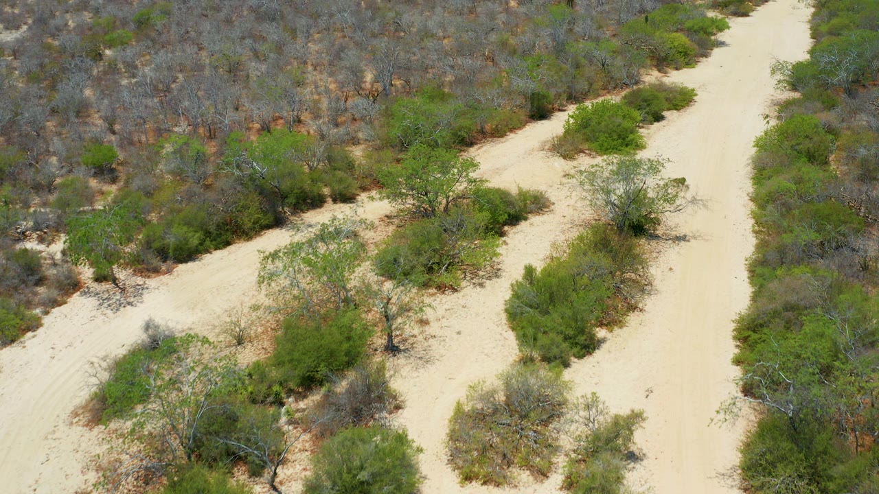 Aerial view in San Jose Del Cabo with the sandy road curving upward between green shrubs and dense dry brush, no visible people.